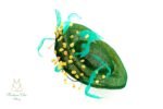 Acacie Fascinator